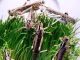 India in danger zone as locusts breed 400 times than usual