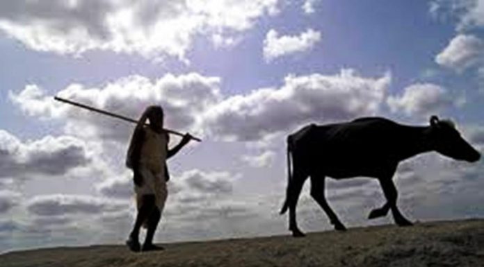 ಕಪಿನಪ್ಪನ ಎಮ್ಮೆಯೂ ಮತ್ತವನ ಥಿಯರಿಯೂ