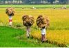 ಈ ಪದ್ಧತಿ ಇರುವ ತನಕ ಕಾವೇರಿ ವಿವಾದ ಇರುತ್ತೆ !