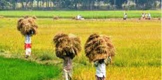 ಬೆಳೆ ವಿಮೆಗೆ ಒಂದು ನೀತಿ, ಬೆಲೆ ನಿಗದಿಗೆ ಒಂದು ನೀತಿ !