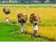 ಬೆಳೆ ವಿಮೆಗೆ ಒಂದು ನೀತಿ, ಬೆಲೆ ನಿಗದಿಗೆ ಒಂದು ನೀತಿ !