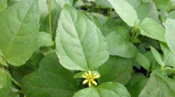 ಮಣ್ಣಿನ ಸೂಕ್ಷ್ಮಜೀವಿಗಳಿಗೆ ಹರ್ಬಲ್ ಟೀ ಕುಡಿಸಿ !