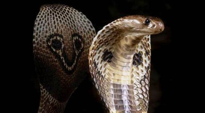 Be Cautious of Venomous Snakes during Intense Summer Days