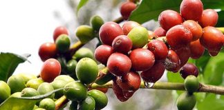 ಬ್ರೆಜಿಲ್ ಮಾದರಿ ಕಾಫಿತೋಟ ಅನುಕರಣೆ ಸರಿಯೇ ?