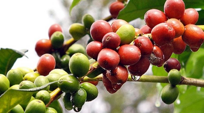 ಬ್ರೆಜಿಲ್ ಮಾದರಿ ಕಾಫಿತೋಟ ಅನುಕರಣೆ ಸರಿಯೇ ?