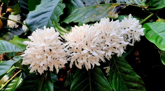 ಮತ್ತೆ ಮಳೆಯಾಗಬಹುದೆಂಬ ನಿರೀಕ್ಷೆ