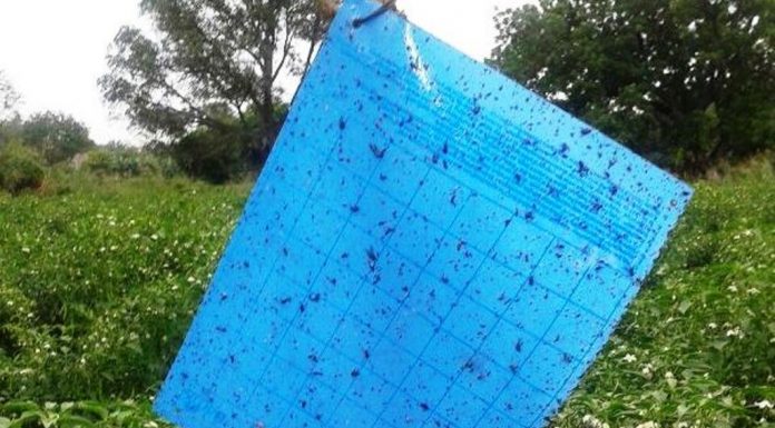 మిర్చి పంటల రక్షణకై స్టికీ ట్రాప్.