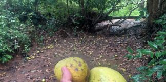 ಹೊಳೆ ದಂಡೆ ಅಪ್ಪೆಗೆ ಸಣ್ಣ ಸಹಾಯ ಮಾಡ್ತೀರಾ?