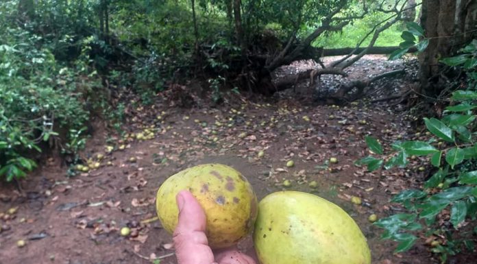 ಹೊಳೆ ದಂಡೆ ಅಪ್ಪೆಗೆ ಸಣ್ಣ ಸಹಾಯ ಮಾಡ್ತೀರಾ?