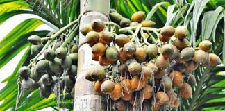 ತೋಟಕ್ಕೆ ಇಳಿಸಂಜೆಯ ಬಿಸಿಲು ಬೀಳದಿರಲಿ !