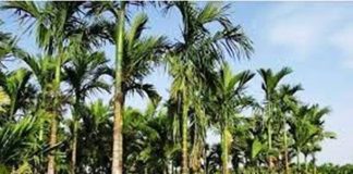 ತೋಟಗಳನ್ನು ಇಳಿಸಂಜೆಯ ಬಿಸಿಲಿನಿಂದ ರಕ್ಷಿಸೋಣ