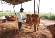 ಮೇವಿನ ಬಿಕ್ಕಟ್ಟು ; ಹೈನುಗಾರಿಕೆ ತೊರೆದು ಶ್ವಾನ ಸಾಕಣೆಗೆ ಮುಂದಾದ ರೈತರು !