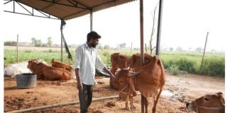 ಮೇವಿನ ಬಿಕ್ಕಟ್ಟು ; ಹೈನುಗಾರಿಕೆ ತೊರೆದು ಶ್ವಾನ ಸಾಕಣೆಗೆ ಮುಂದಾದ ರೈತರು !
