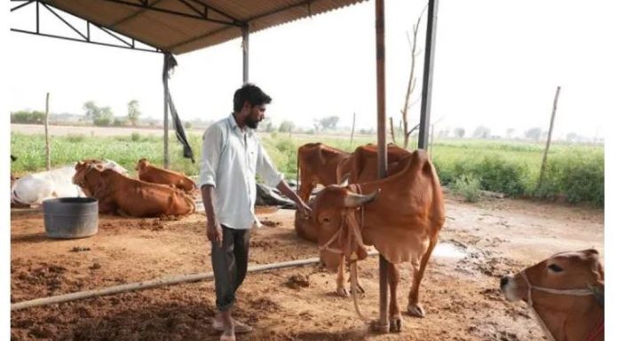 ಮೇವಿನ ಬಿಕ್ಕಟ್ಟು ; ಹೈನುಗಾರಿಕೆ ತೊರೆದು ಶ್ವಾನ ಸಾಕಣೆಗೆ ಮುಂದಾದ ರೈತರು !