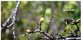 ಬೇಧಿಯನ್ನೂ ಥಟ್ಟನೆ ನಿಲ್ಲಿಸುವ ಕಾಯಿ !