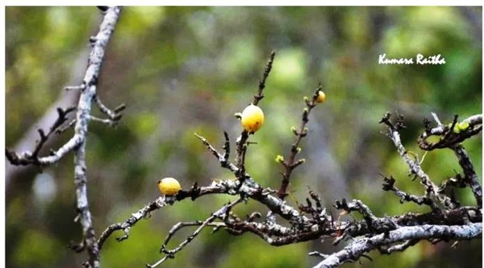 ಬೇಧಿಯನ್ನೂ ಥಟ್ಟನೆ ನಿಲ್ಲಿಸುವ ಕಾಯಿ !