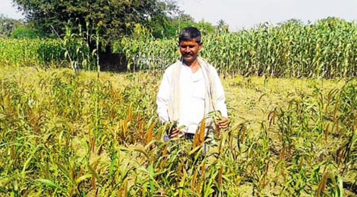 ನವಣೆ ಬೆಳೆದರೆ ಇಲ್ಲ ಬವಣೆ !