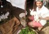 ಮಾಳಿ ಕುಟುಂಬದ ಆಸರೆಯಾಗಿ ಸುಸ್ಥಿರ ಕೃಷಿ