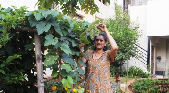 ಮನೆ ಆವರಣದಲ್ಲಿ ಅರಳಿದ ಚೆಂದದ ತೋಟ