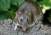 Use compost plant to eliminate rat infestation !