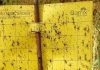 Effective Insect Control on a Lower Budget