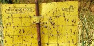 Effective Insect Control on a Lower Budget
