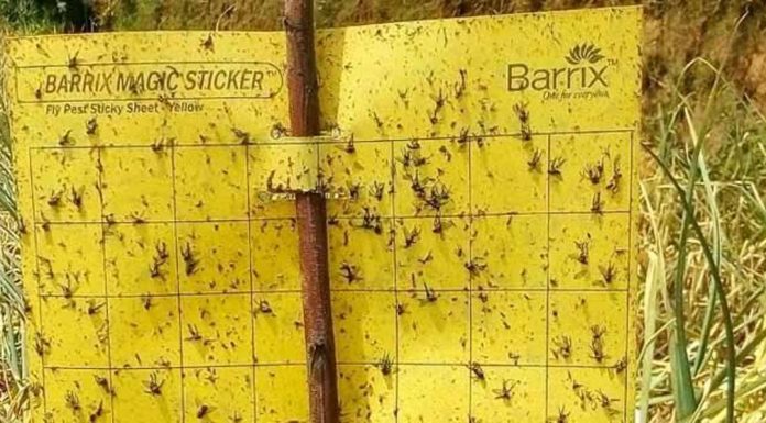 Effective Insect Control on a Lower Budget