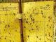 Effective Insect Control on a Lower Budget