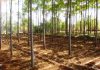 Cultivation and Economics of Malabar neem