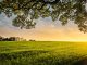 ಕೃಷಿ ಇತಿಹಾಸ – ಅನುಭವ ಮತ್ತು ಮಾರ್ಗದರ್ಶನ