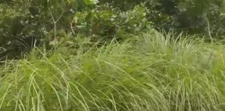 ಕಾಡು ಹುಲ್ಲಿನ ಮಾನ ವರ್ಧನೆ !