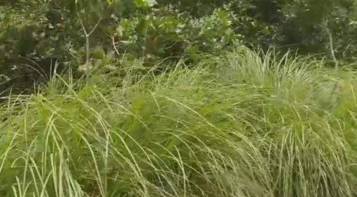 ಕಾಡು ಹುಲ್ಲಿನ ಮಾನ ವರ್ಧನೆ !
