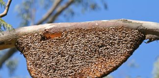 Honey bee live fence !