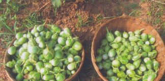 ಬಿ.ಟಿ.ಗೆ ಸೆಡ್ಡು ಹೊಡೆದು ನಿಂತ ಅವರಾದಿಯ ಬದನೆ