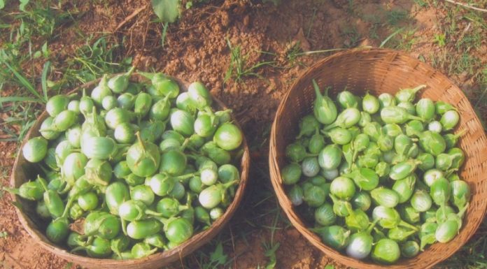 ಬಿ.ಟಿ.ಗೆ ಸೆಡ್ಡು ಹೊಡೆದು ನಿಂತ ಅವರಾದಿಯ ಬದನೆ