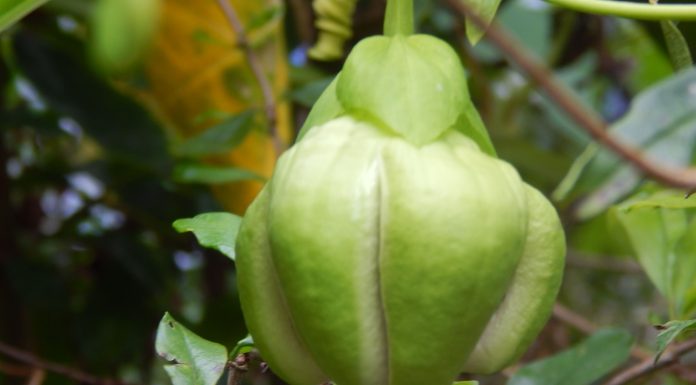 ಬಳ್ಳಿಬದನೆಯೆಂಬ ಮಾಯಾಂಗನೆ !