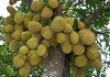 ಹಲಸನ್ನು ಆರ್ಥಿಕ ಬೆಳೆಯಾಗಿ ನೋಡಿ !