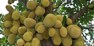 ಹಲಸನ್ನು ಆರ್ಥಿಕ ಬೆಳೆಯಾಗಿ ನೋಡಿ !