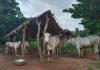 ಗಂಟುಬೇನೆಯಿಂದ ಮೃತಪಟ್ಟ ರಾಸುಗಳಿಗೆ ತಲಾ 30 ಸಾವಿರ ರೂ. ಪರಿಹಾರ