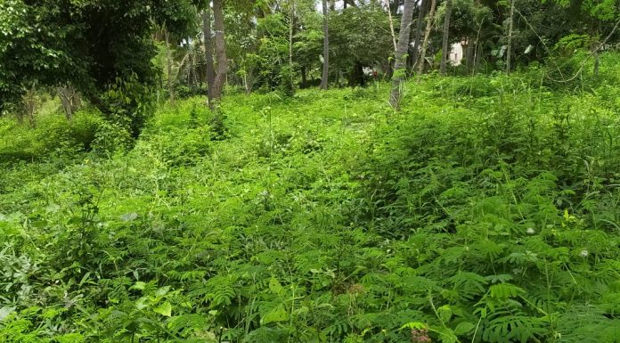 ತೋಟಕ್ಕೆ ಬಂದ ಮುಟ್ಟಿದರೆ ಮುನಿ !