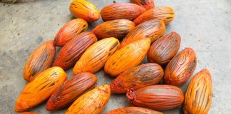ಹಾರ್ನ್ ಬಿಲ್ ಗೂಡು ಹಾಗೂ ಹದಿನೇಳು ರಾಮಪತ್ರೆ ಸಸಿಗಳು!