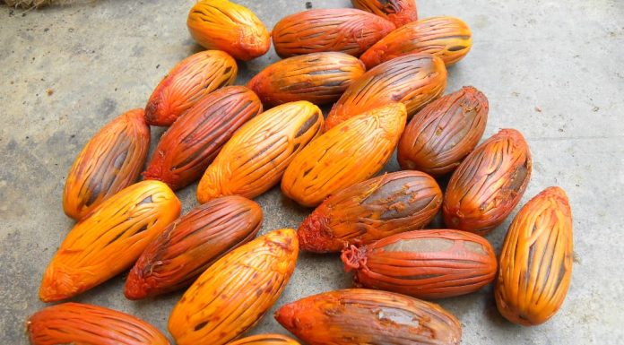 ಹಾರ್ನ್ ಬಿಲ್ ಗೂಡು ಹಾಗೂ ಹದಿನೇಳು ರಾಮಪತ್ರೆ ಸಸಿಗಳು!