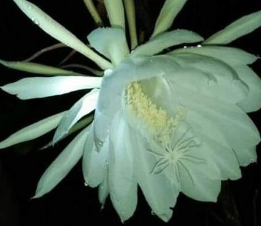 ಹುಣ್ಣಿಮೆ, ಅಮಾವಾಸ್ಯೆ ಅರಳುವ ಬ್ರಹ್ಮಕಮಲ !