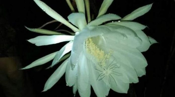 ಹುಣ್ಣಿಮೆ, ಅಮಾವಾಸ್ಯೆ ಅರಳುವ ಬ್ರಹ್ಮಕಮಲ !