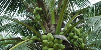 “ಕಲ್ಪವೃಕ್ಷ” ಬೆಳೆಯುವ ವಿಧಾನ