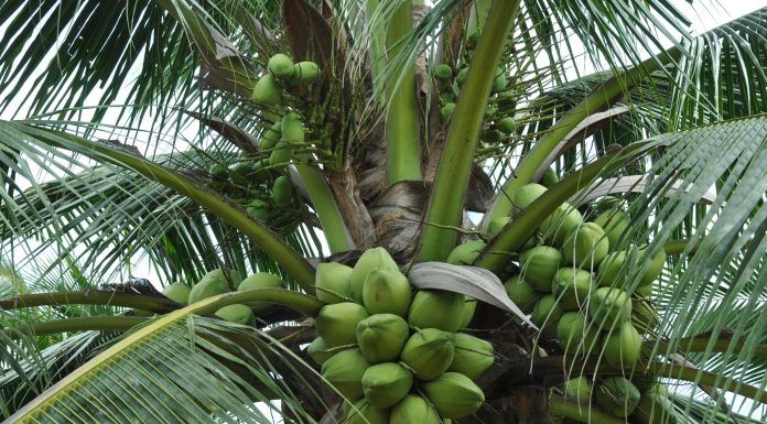 ತೆಂಗು ಉದ್ಯಮ ಸರಪಳಿಗೆ ಬಂದಿದೆ ಅಪಾಯ