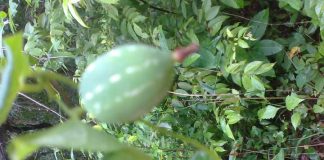 ಮಳೆಗಾಲದ ಅಪರೂಪದ ಅತಿಥಿ ಕರೋಳು ಕಾಯಿ