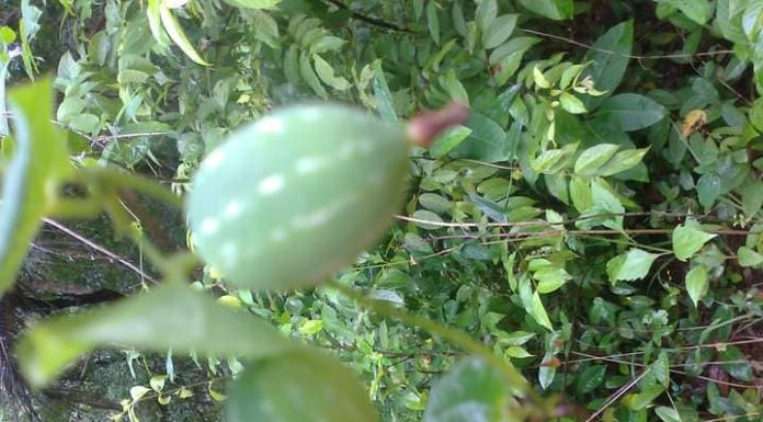 ಮಳೆಗಾಲದ ಅಪರೂಪದ ಅತಿಥಿ ಕರೋಳು ಕಾಯಿ