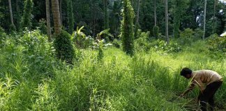 ನಿಸರ್ಗ ಕೃಷಿಯ ಚಮತ್ಕಾರ ಗೊತ್ತೆ ?