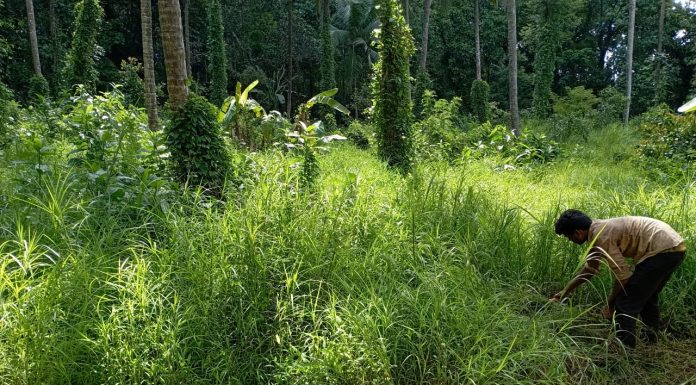 ನಿಸರ್ಗ ಕೃಷಿಯ ಚಮತ್ಕಾರ ಗೊತ್ತೆ ?